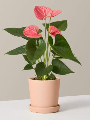 Pink Anthurium